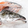 http://www.indomaguro.co.id/salmon/salmon-head